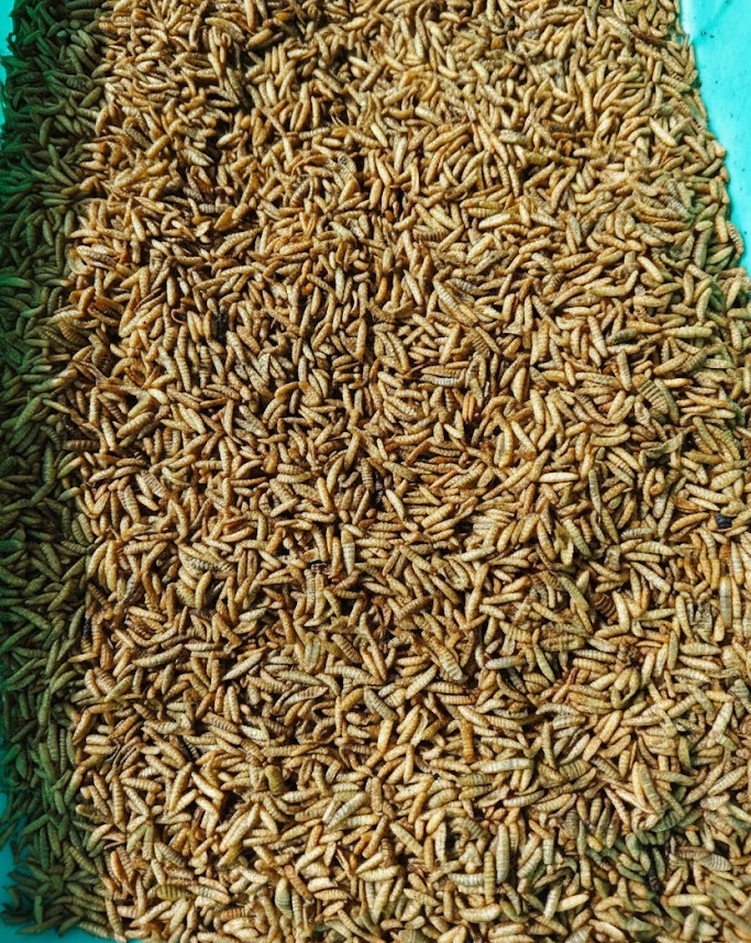 Pile of dried black soldier fly larvae.