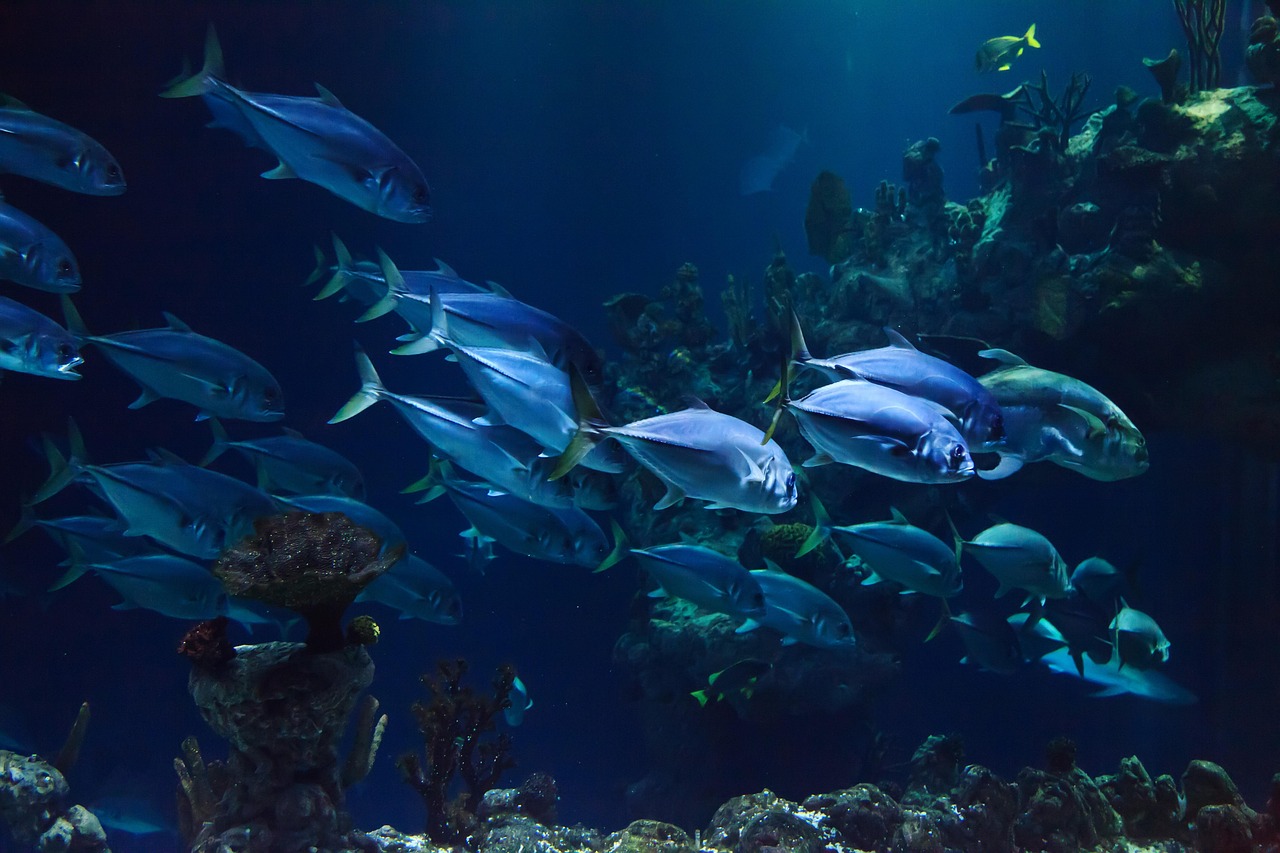 Fish in an aquaculture farm, representing sustainable nutrition